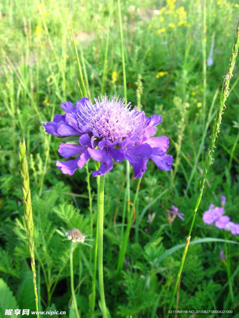 紫色野花