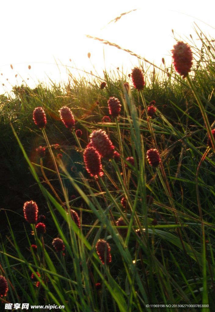 夕阳下的野花