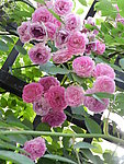 绽放的花儿