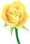 月季花