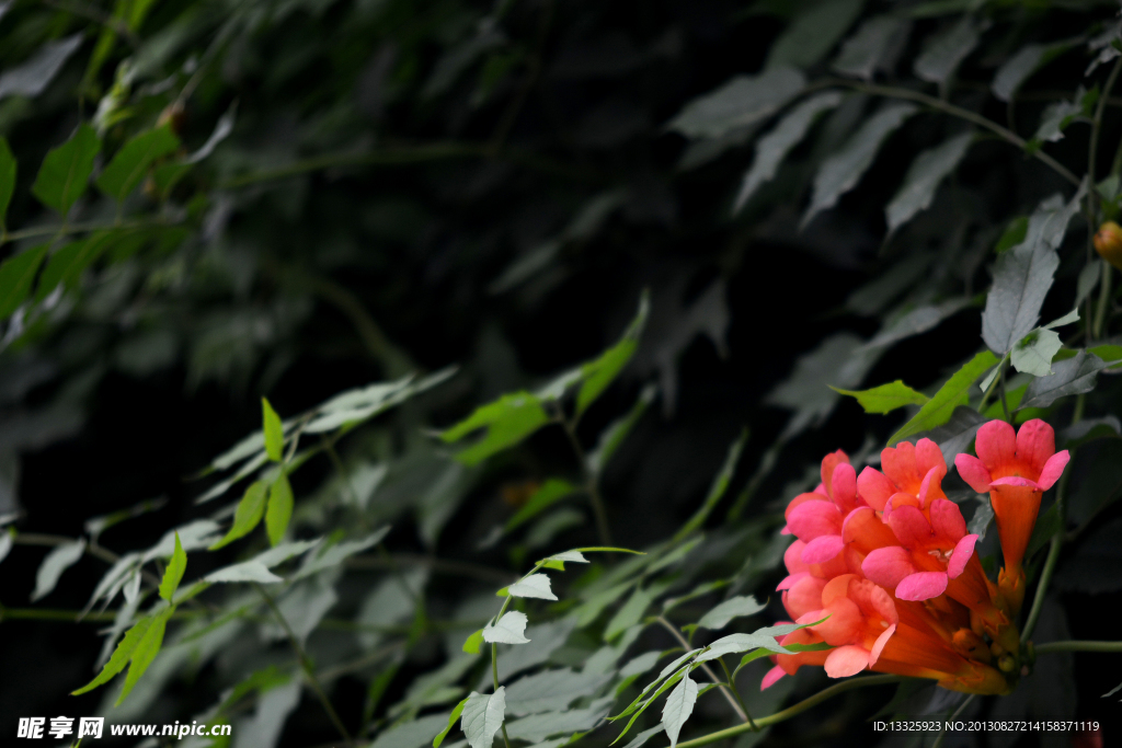 红之花