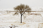 雪天小树