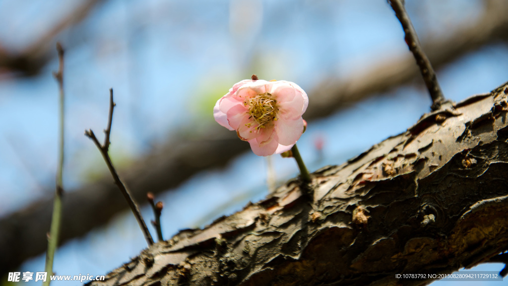 梅花