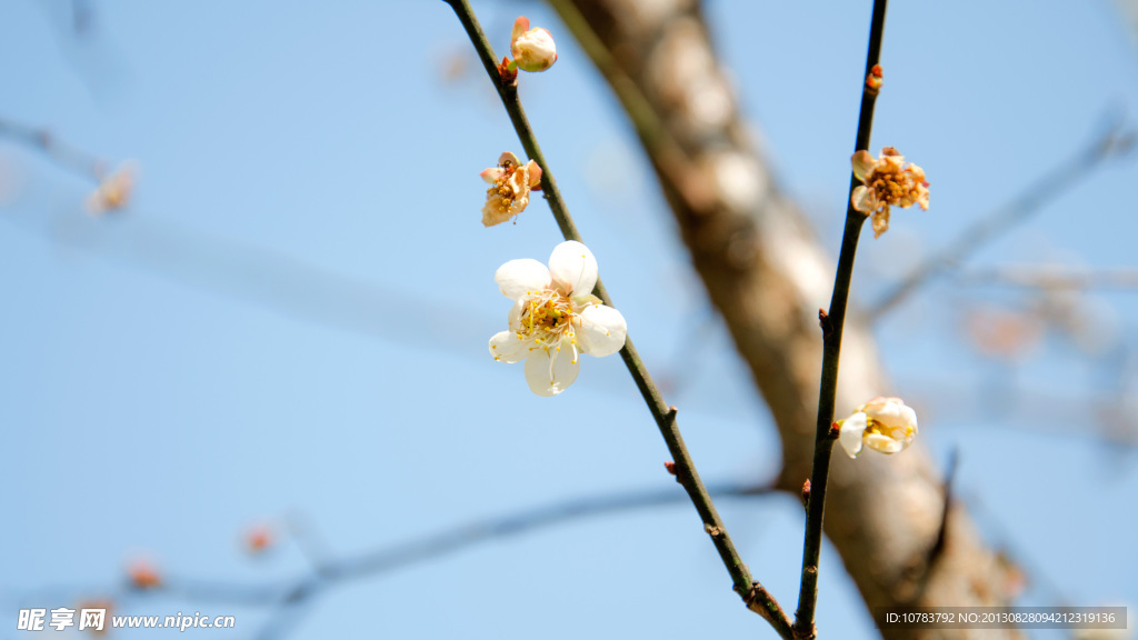 梅花