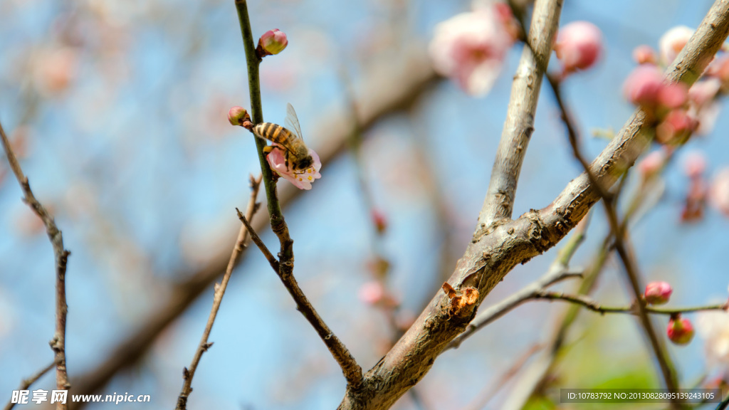 梅花