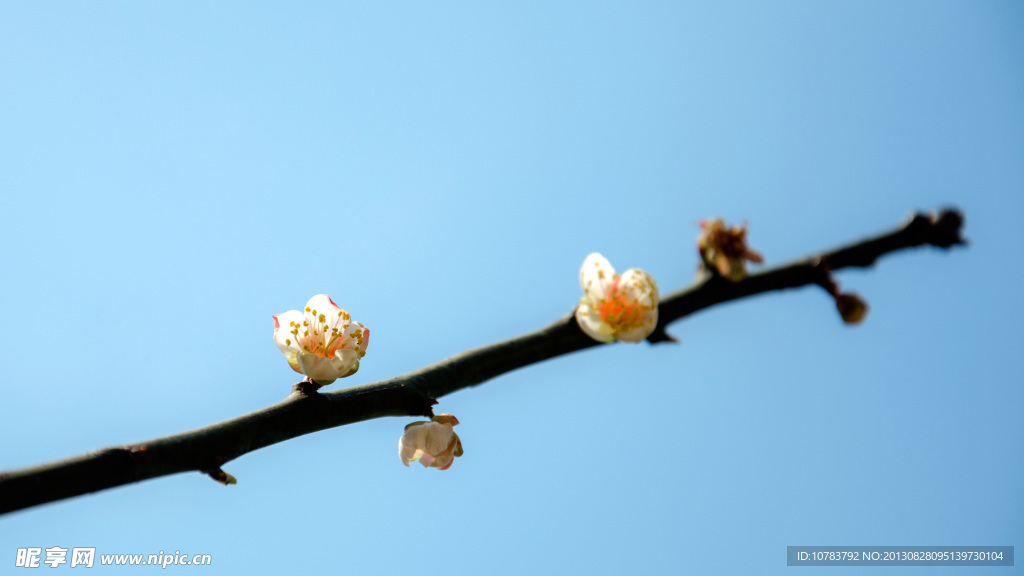 梅花