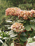 盆花