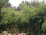 竹林
