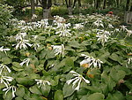 鲜花