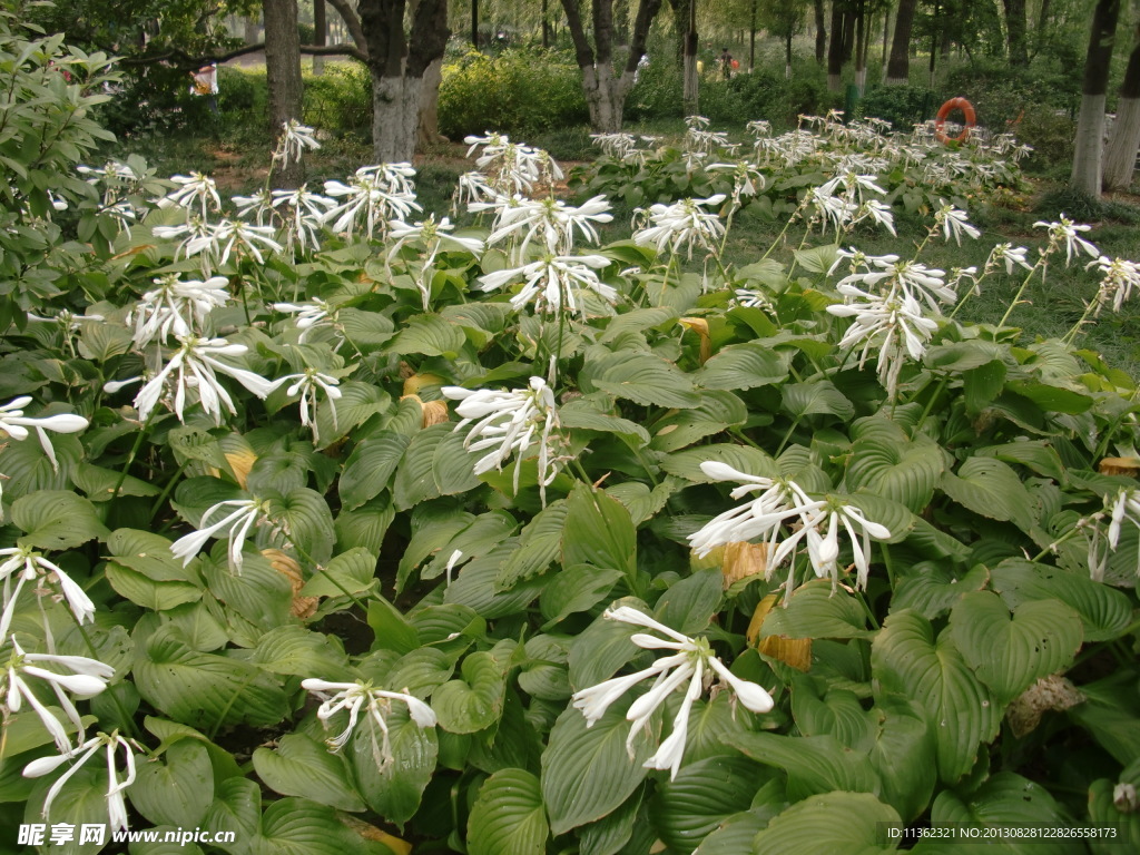 鲜花