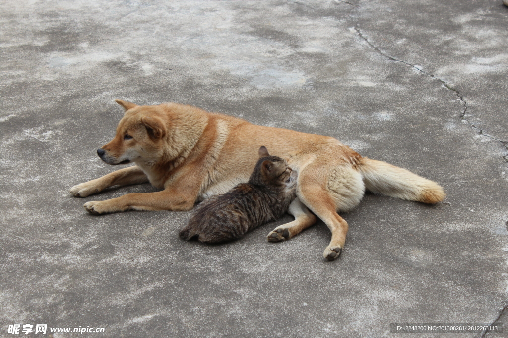 猫狗一家