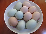 鸡蛋 绿壳鸡蛋