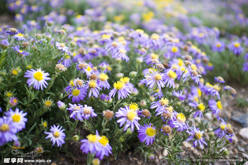 鄂陵湖 花