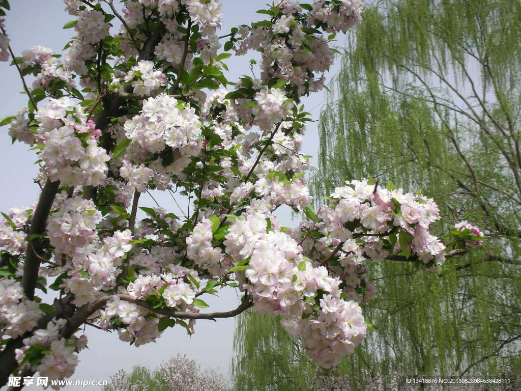 樱花盛开