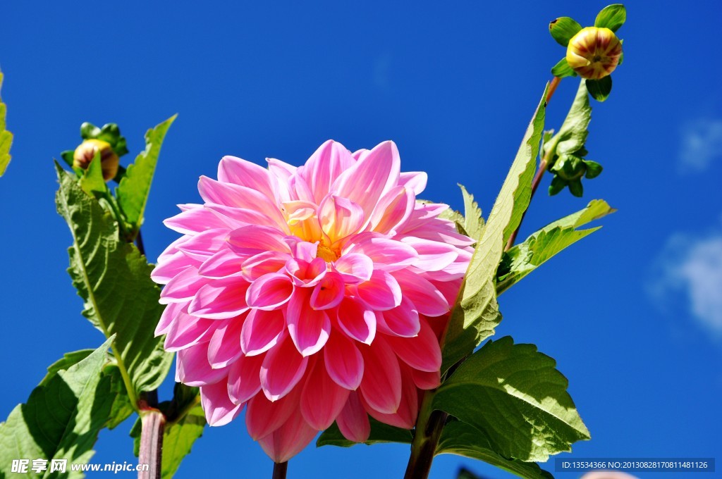 花卉