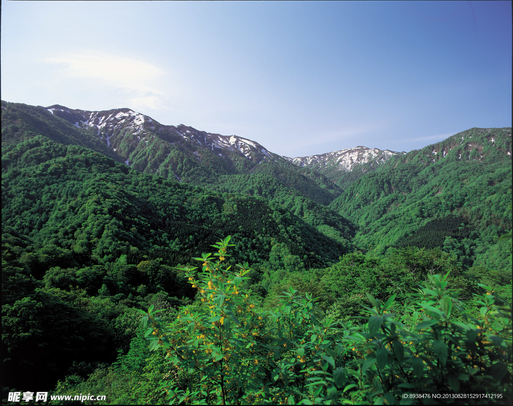 青山绿叶