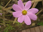 小花