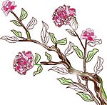 花枝