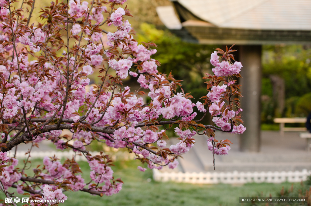 樱花