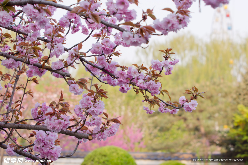 樱花