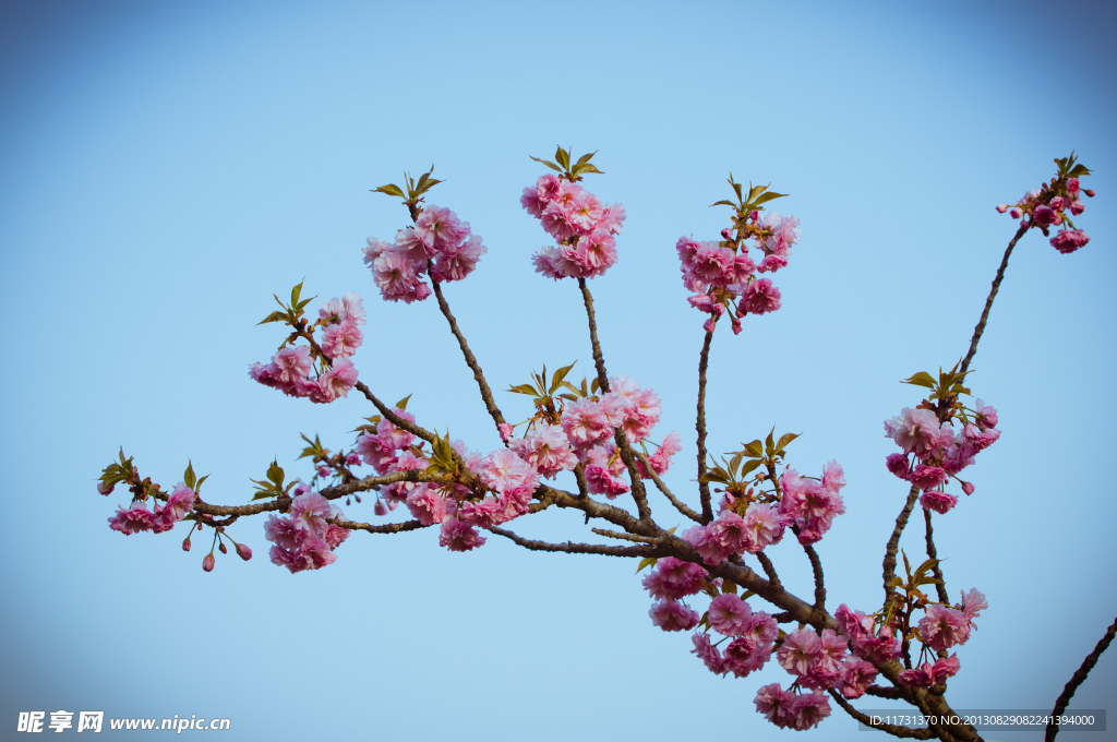樱花
