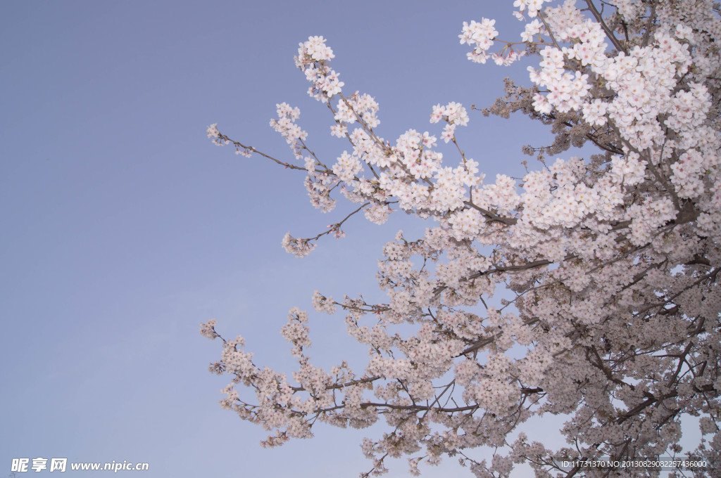 樱花