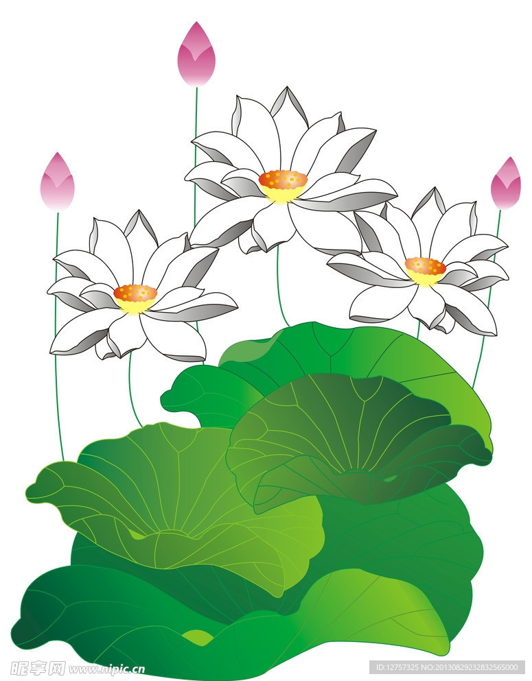 荷花