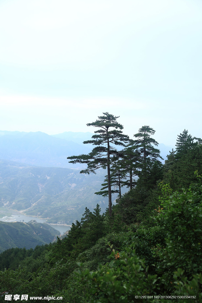 松树
