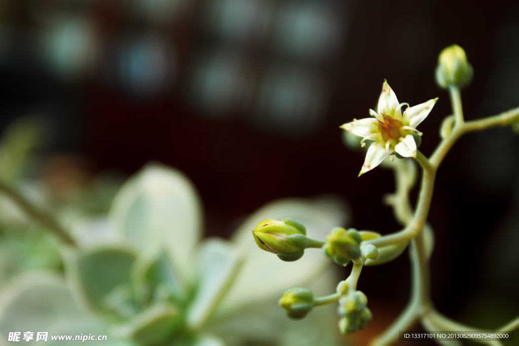 宝石花开花