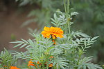 花写真 绿花
