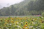 向日葵花 高山