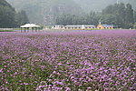 粉色的鲜花地 景深