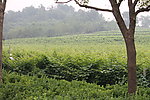 绿地 小树