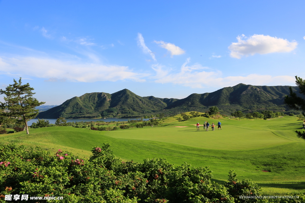 高球 场地 绿草地