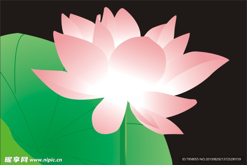 荷花
