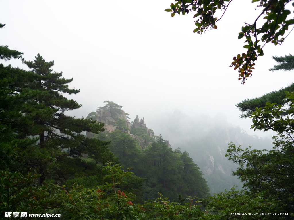 黄山松