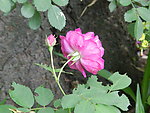 花苞