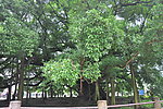 桂林 大榕树