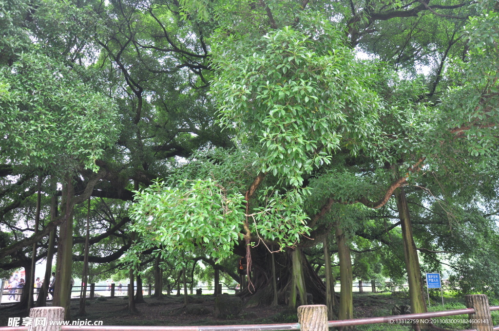 桂林 大榕树