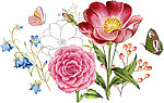 蝴蝶花