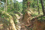山间树林
