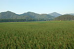 稻田