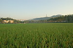 田野
