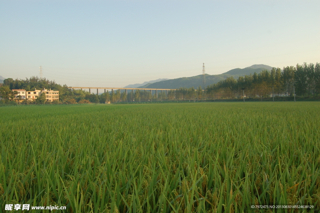 田野