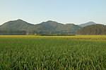 田野
