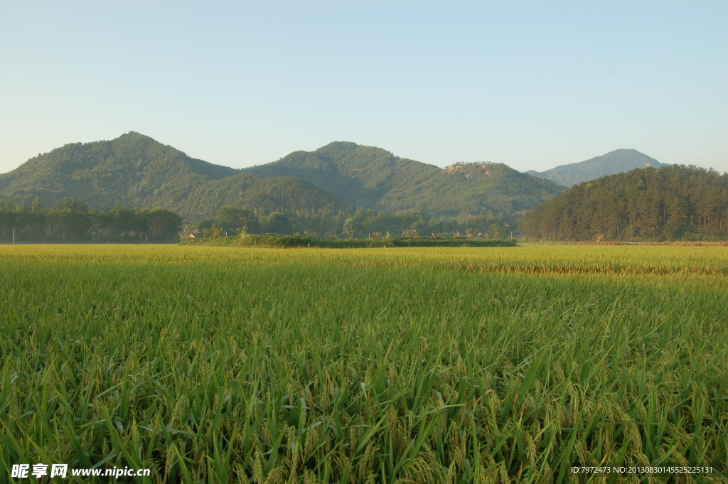 田野