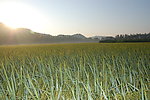 稻田