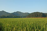 稻田