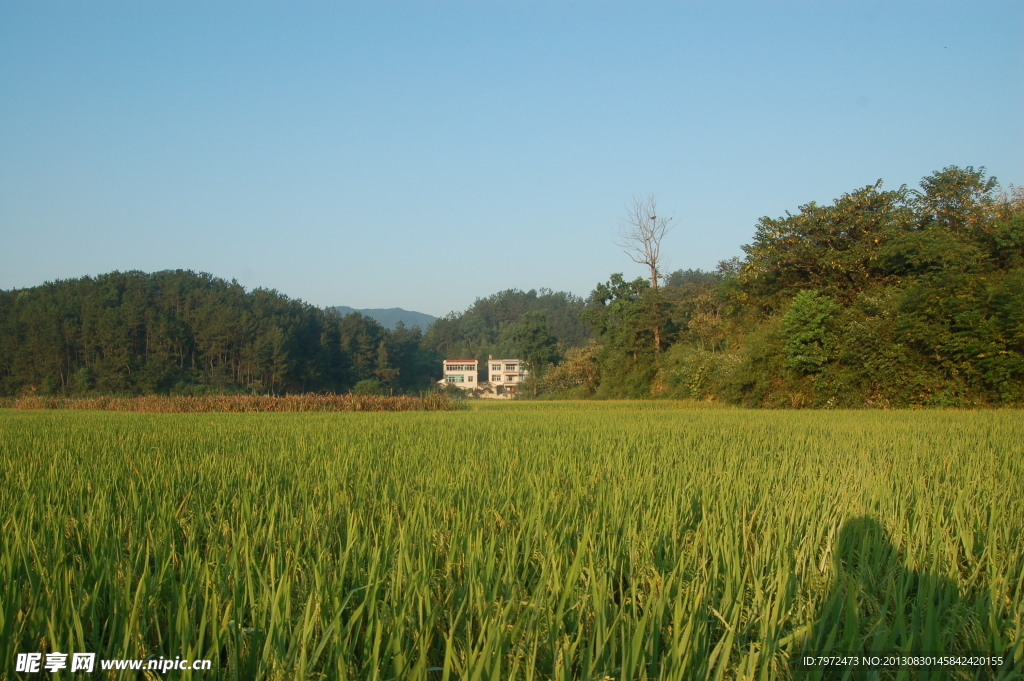 田园风光