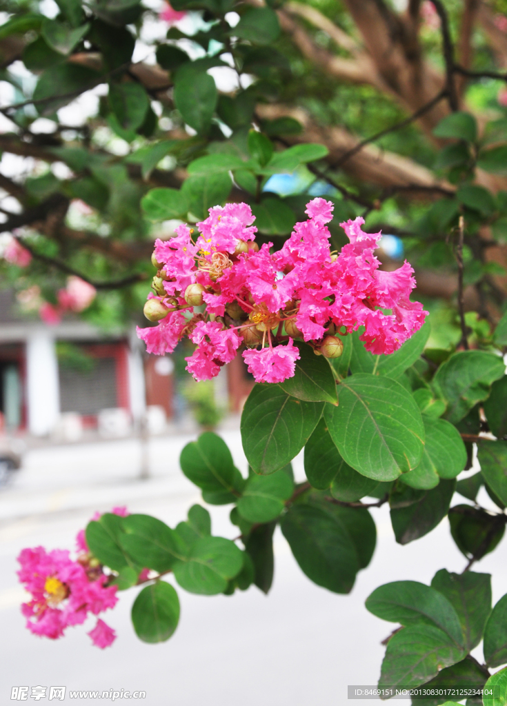 紫薇花